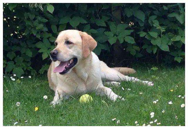 大爷偷狗后竟意外死亡