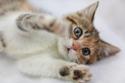 宠物猫